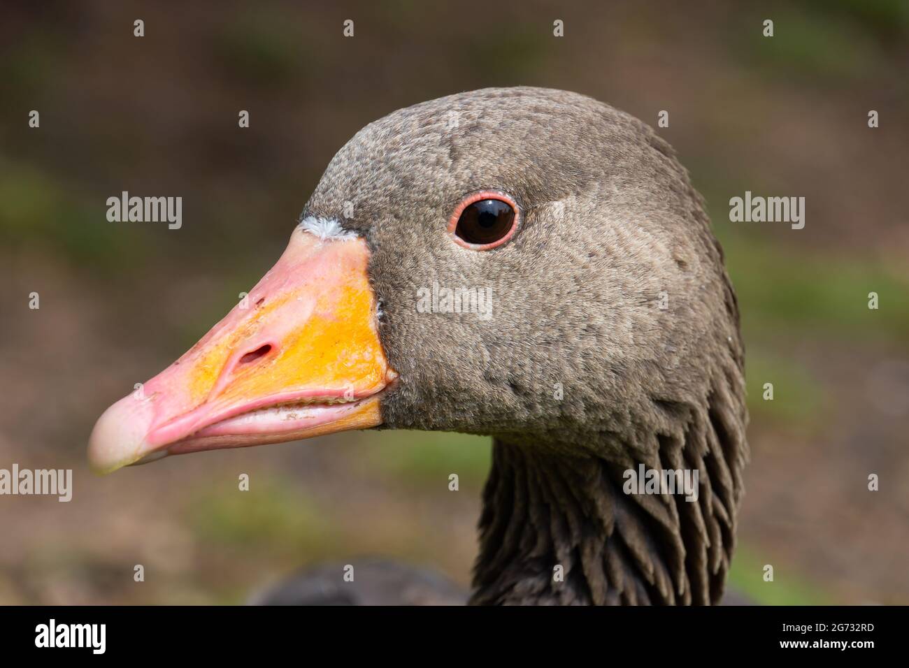 A close up on the head of an adult greylag goose outdoors. Stock Photo