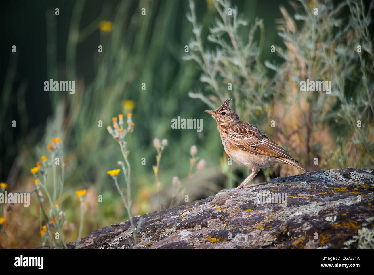 Beautiful Crested lark (Galerida cristata) sits on rocks on green grass nature background Stock Photo