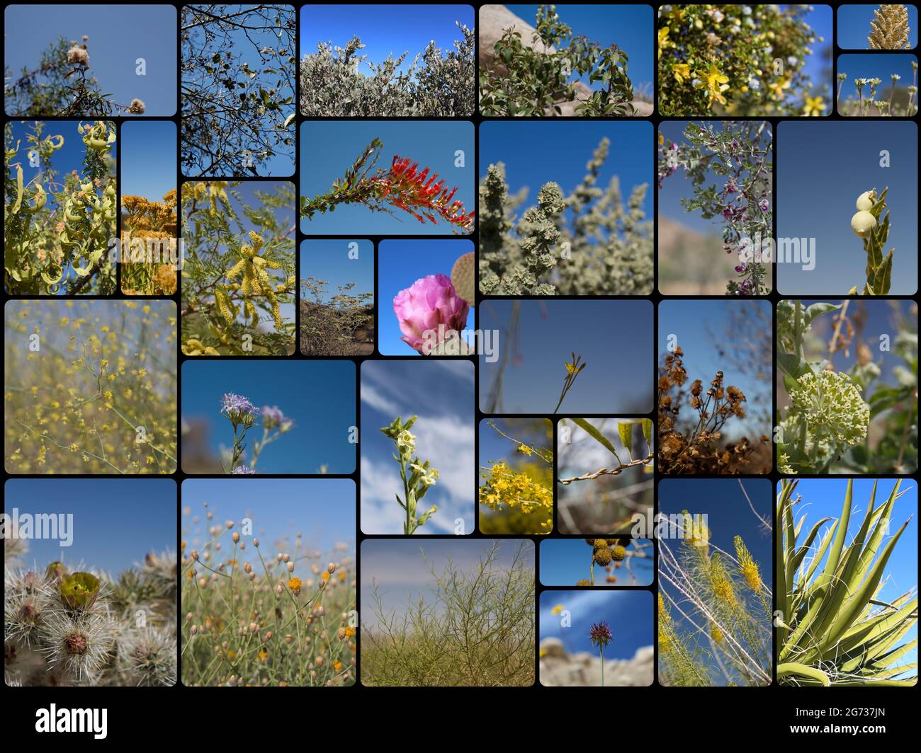 Collage with 31 species of blue sky backed Southern California indigenous plants in their native habitat. Photographed during calendar year 2020. Stock Photo