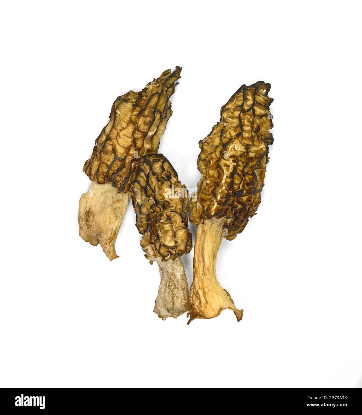 Dried Morel mushrooms isolated on white background. Morchella conica or Black Morel mushroom. Dried mushrooms Stock Photo