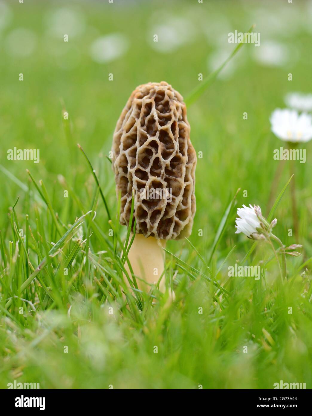 Common morel fungus (Morchella esculenta). Spring edible morel mushroom. Stock Photo
