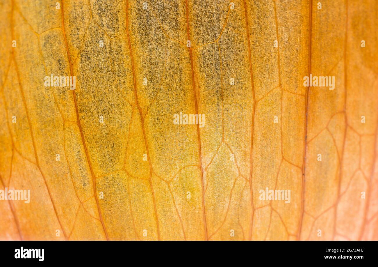 Peel an onion hi-res stock photography and images - Alamy