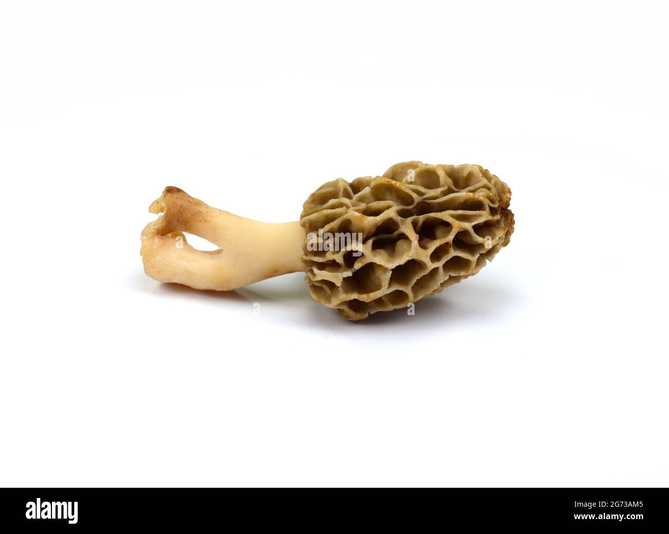 Morel mushroom, its scientific name is Morchella esculenta isolated on white. Stock Photo