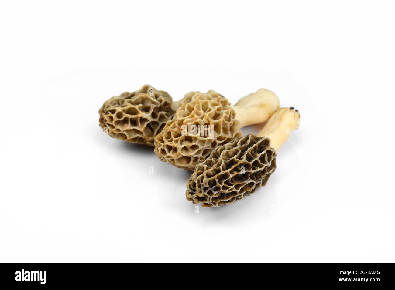 Morel mushroom, its scientific name is Morchella esculenta isolated on