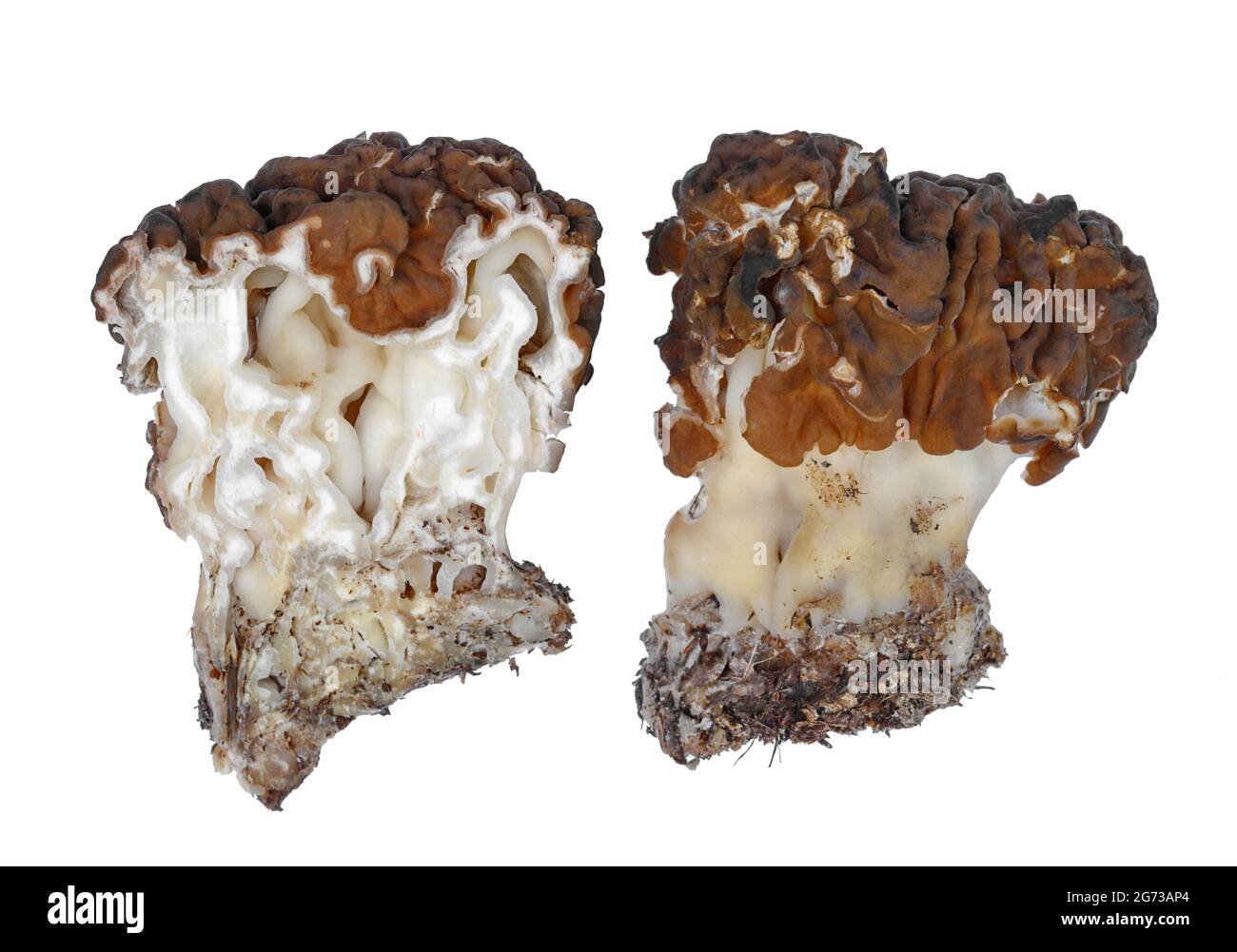 Gyromitra sp. longitudinal section, inedible mushroom isolated on white. Stock Photo