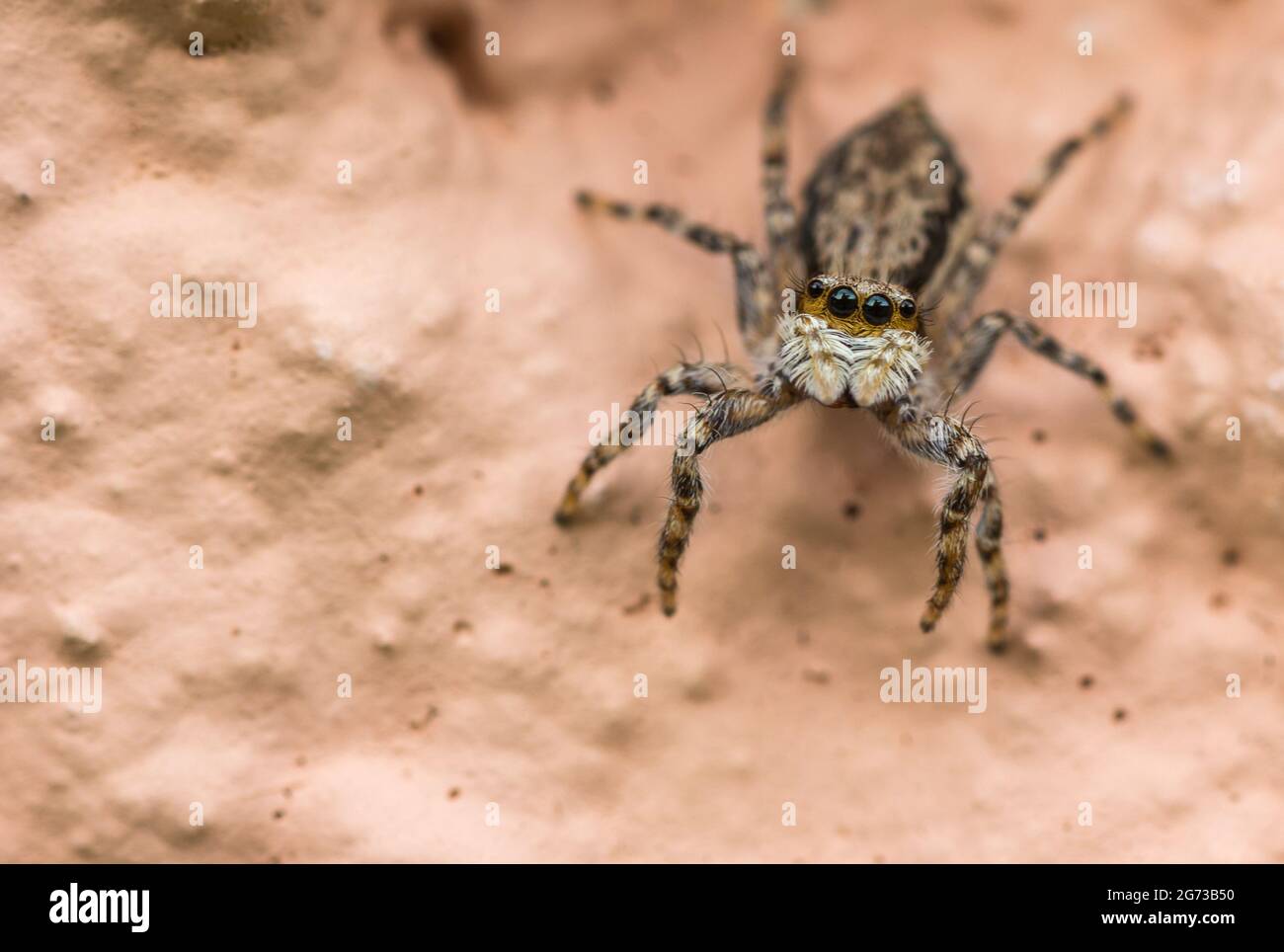 Closeup image of a jumping spider with big eyes and brown stripes on a light brown surface Stock Photo