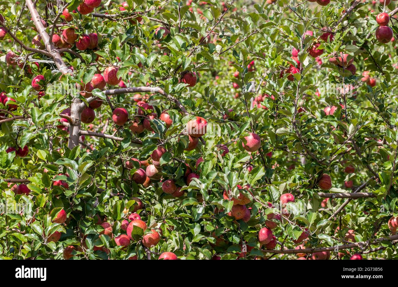 Red apples growing on a tree Stock Photo - Alamy