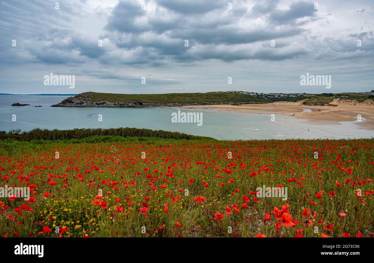 Poppy field near Crantock beach in Cornwall Stock Photo