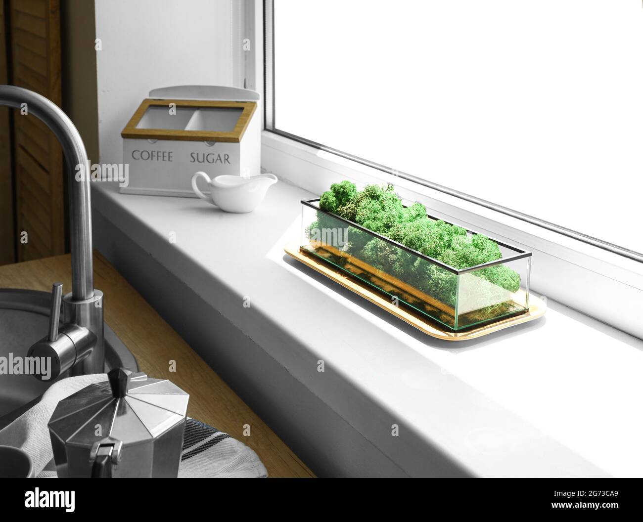 Container with decorative green moss on window sill in kitchen Stock