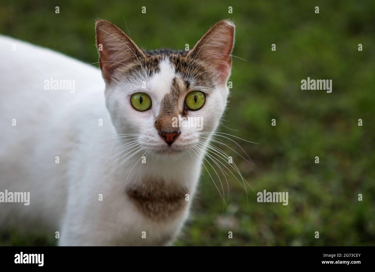 Portrait of a feral cat, white and brown marking with beautiful green eyes. Stock Photo