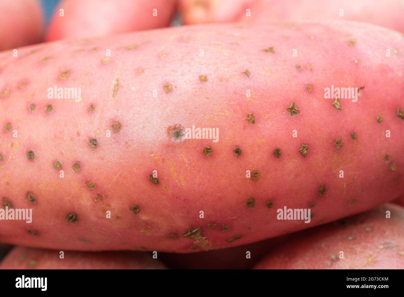 Red / russet potatoes grown in the UK. The potatoes have some disease present [which may be early stages of common scab, or perhaps powdery scab]. Stock Photo
