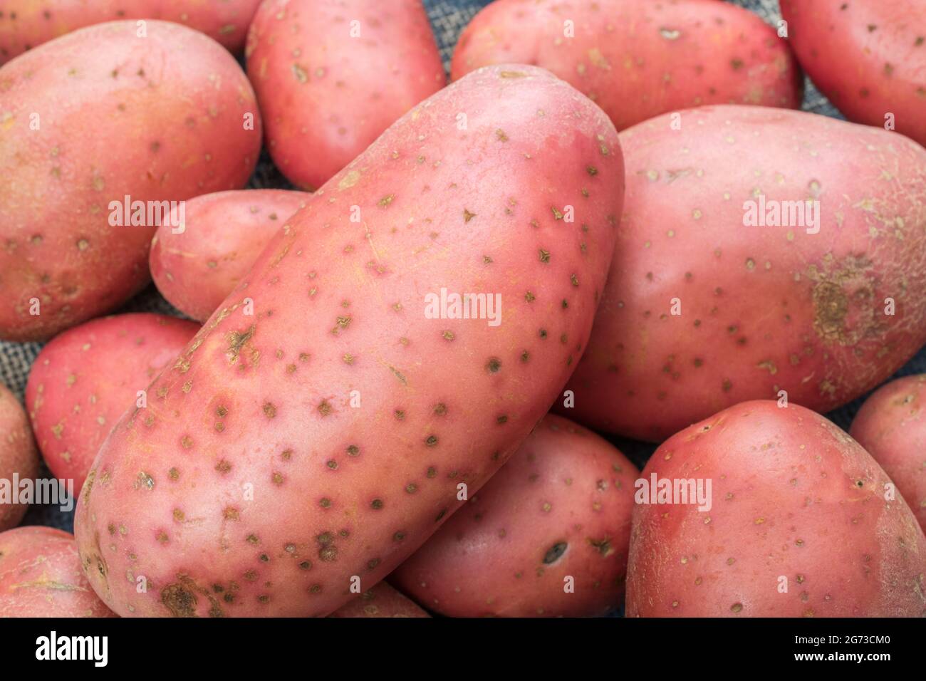 Red / russet potatoes grown in the UK. The potatoes have some disease present [which may be early stages of common scab, or perhaps powdery scab]. Stock Photo
