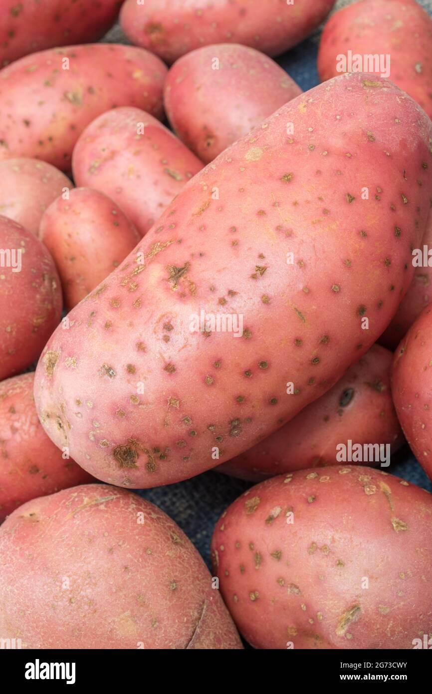 Red / russet potatoes grown in the UK. The potatoes have some disease present [which may be early stages of common scab, or perhaps powdery scab]. Stock Photo