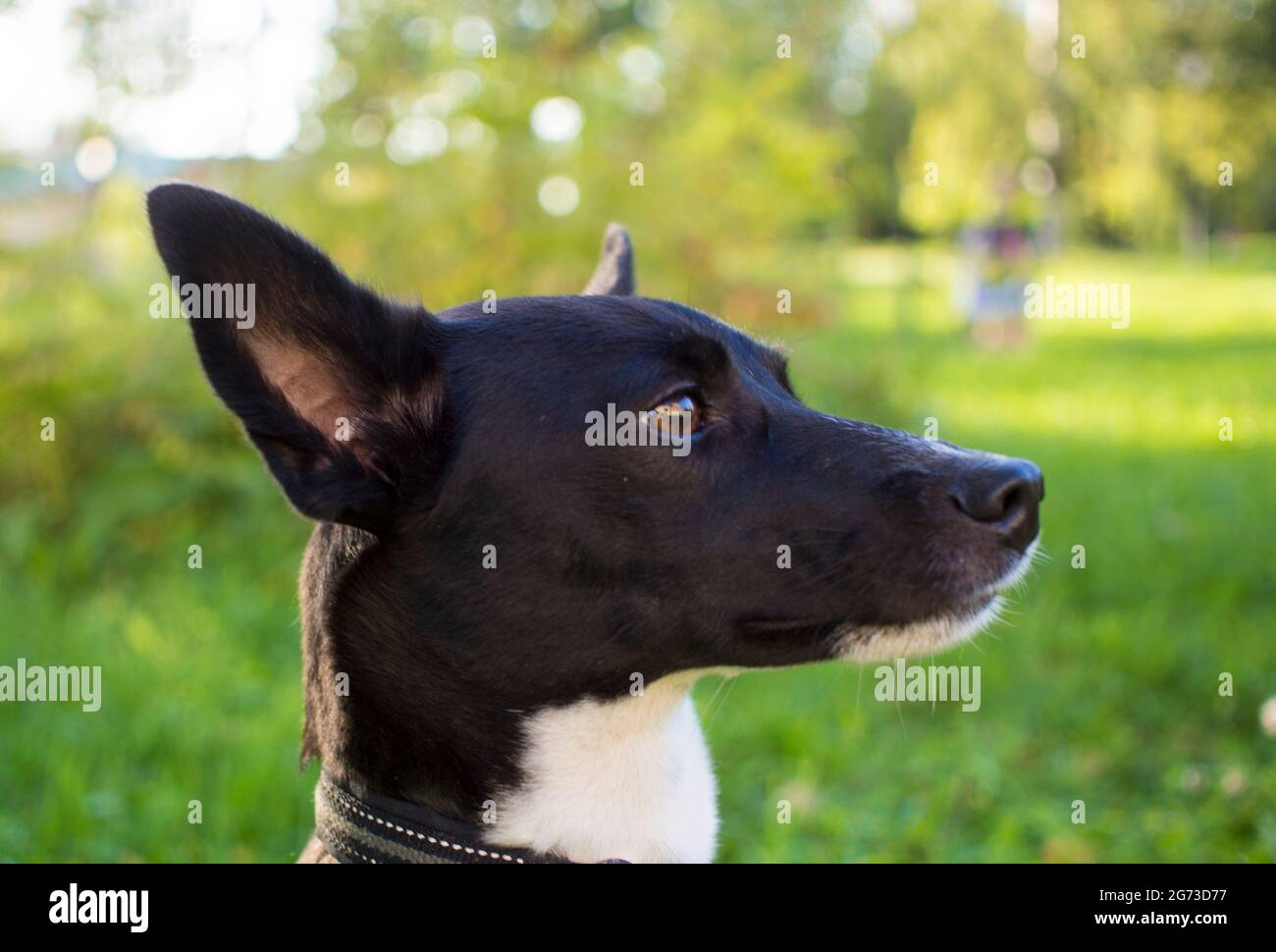 Portrait of a black and white mongrel dog in a Park Stock Photo - Alamy