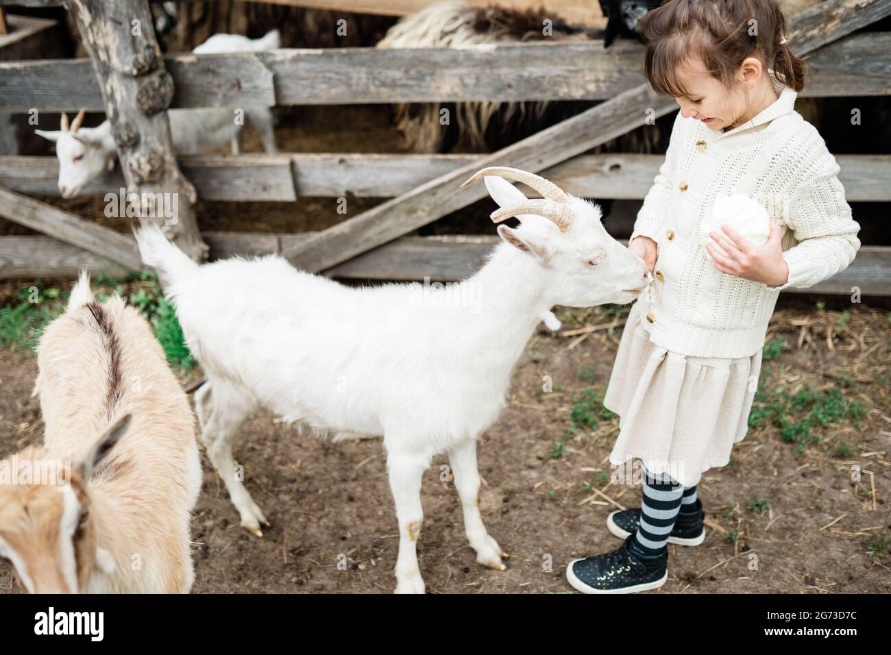 Little girl feeding goats on the farm Stock Photo - Alamy