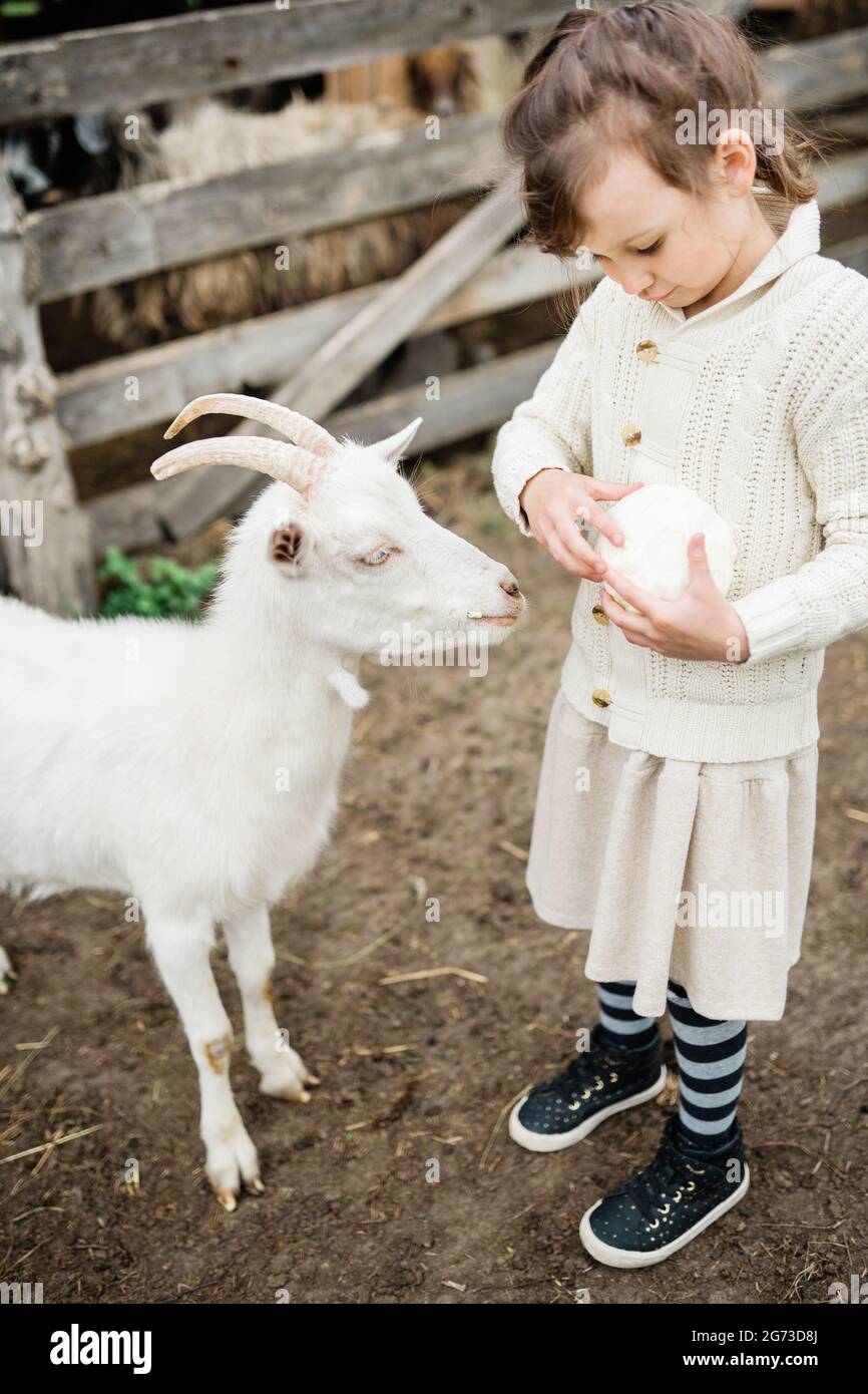 Little girl feeding goats on the farm Stock Photo - Alamy