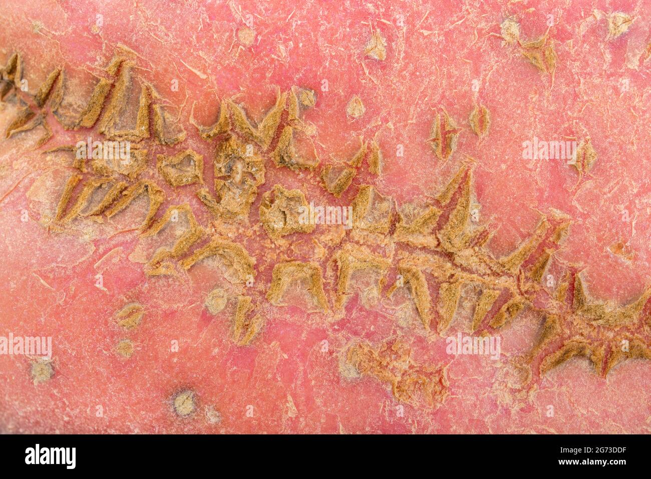 Potato tuber disease damage hires stock photography and images Alamy