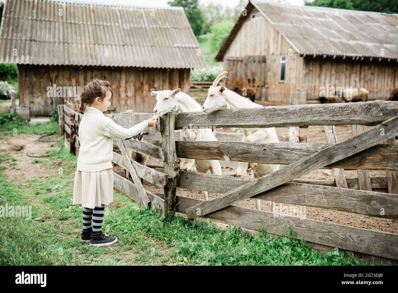 Little girl feeding goats on the farm Stock Photo - Alamy