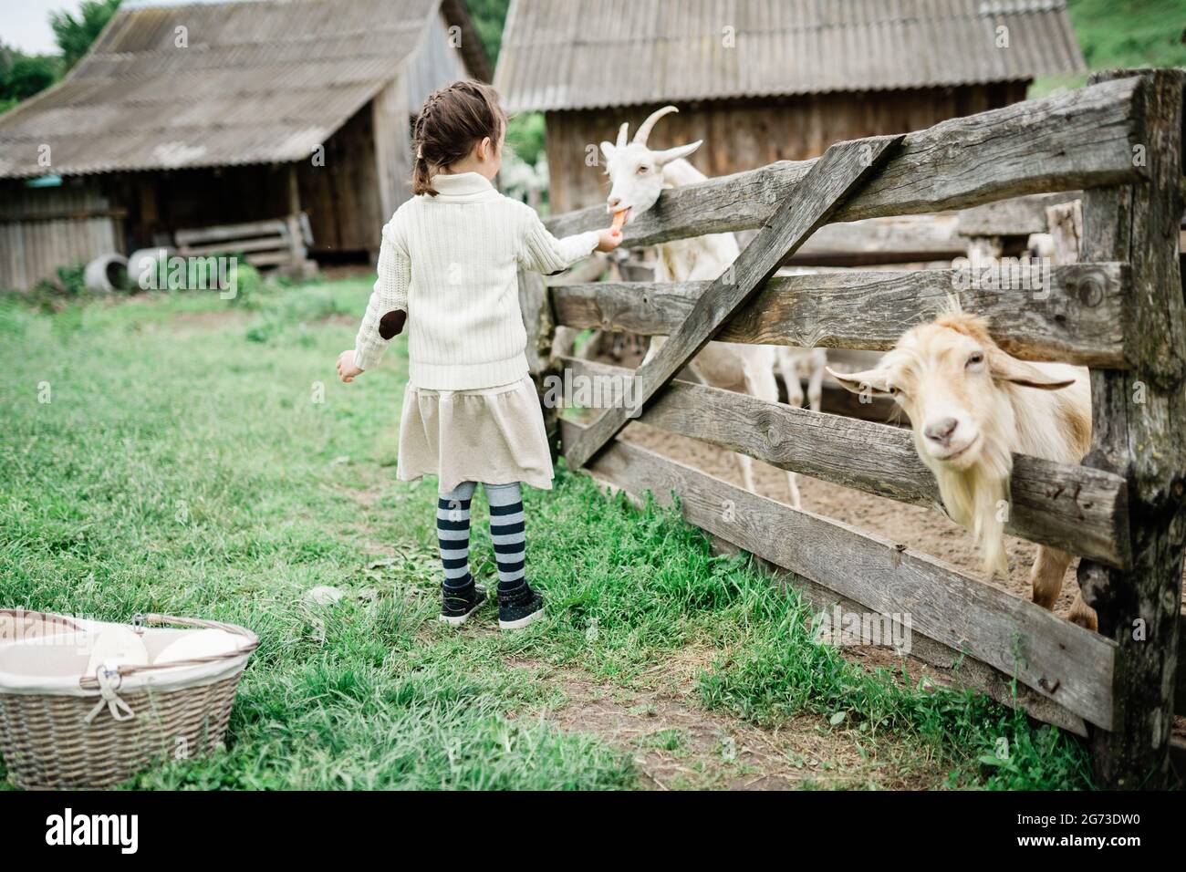 Little girl feeding goats on the farm Stock Photo - Alamy