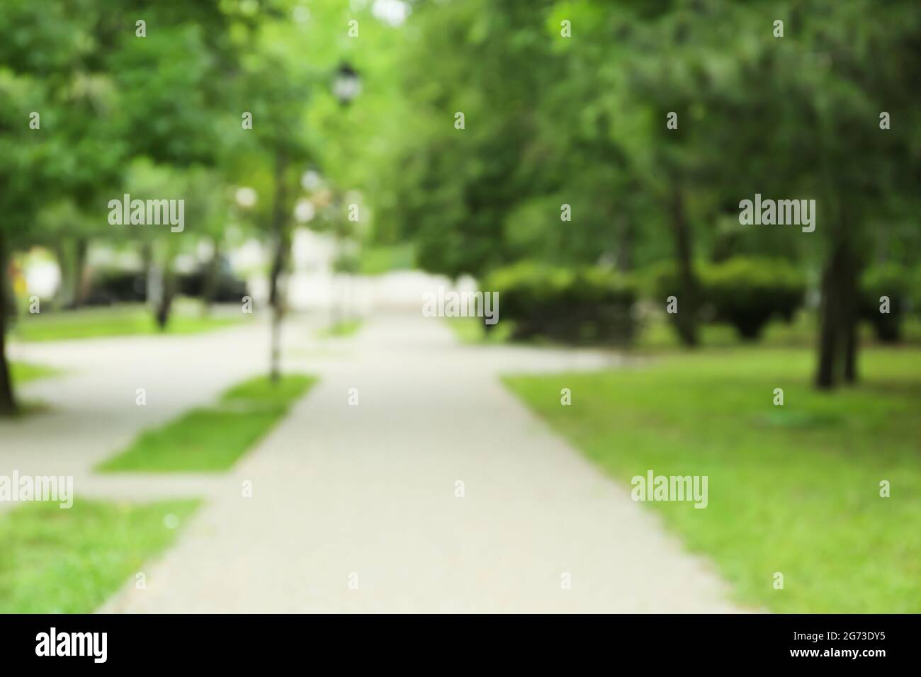 Blurred view of green park on summer day Stock Photo - Alamy