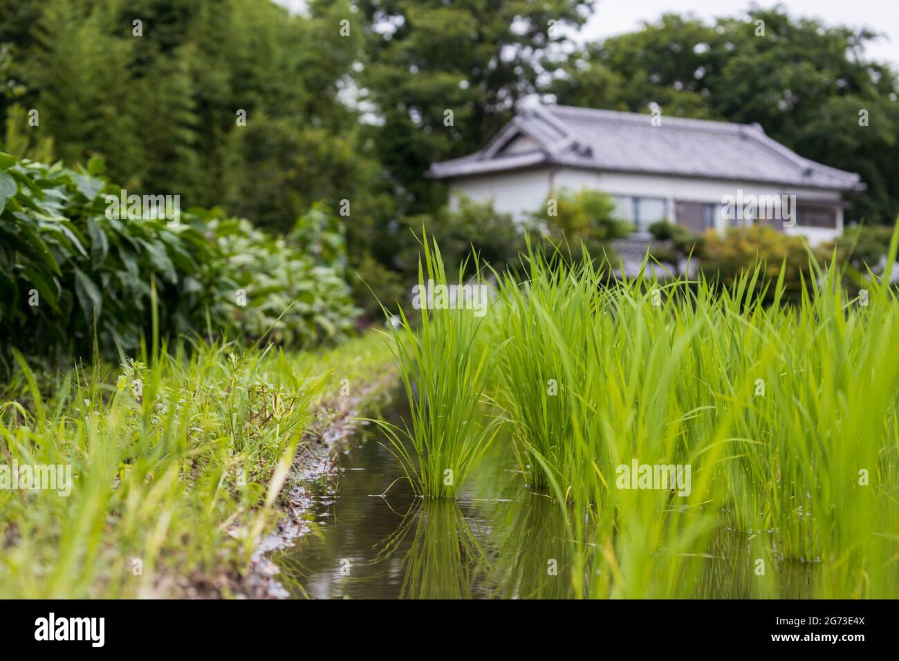 Closeup low-angle view of rice seedlings in flooded field next to Japanese home Stock Photo