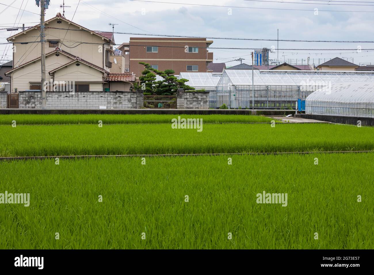 Small rice fields in quiet Japanese neighborhood Stock Photo - Alamy