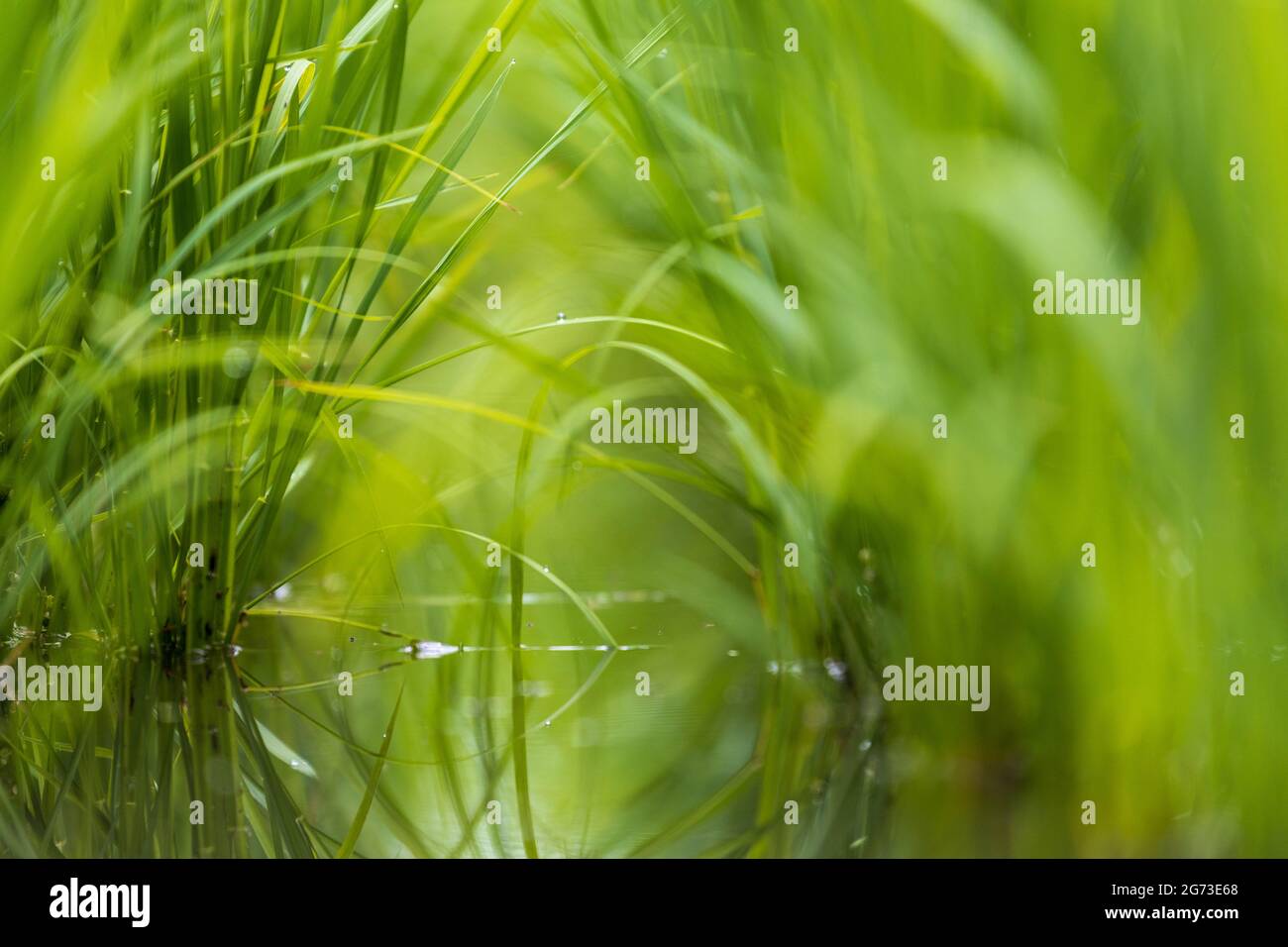 Closeup view from ground level through tunnel of green rice over flooded field Stock Photo