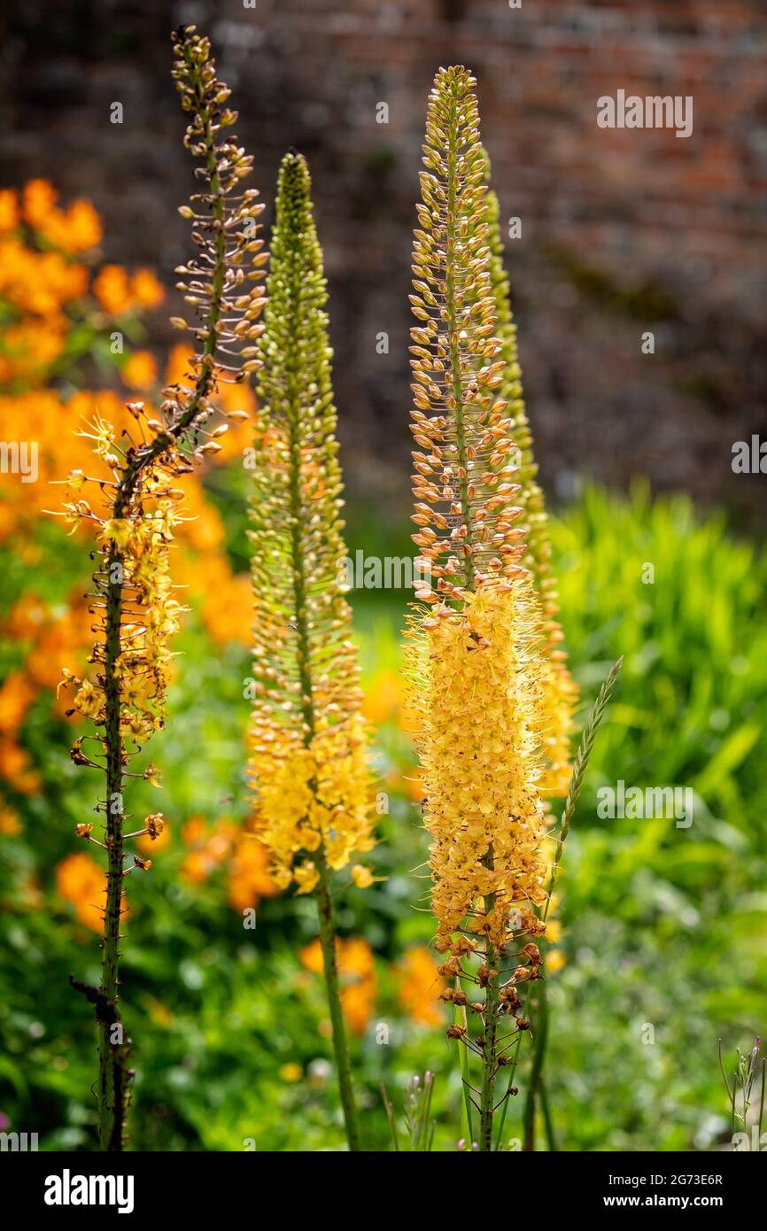 Close up of tall vibrant yellow foxtail lily flower heads Stock Photo