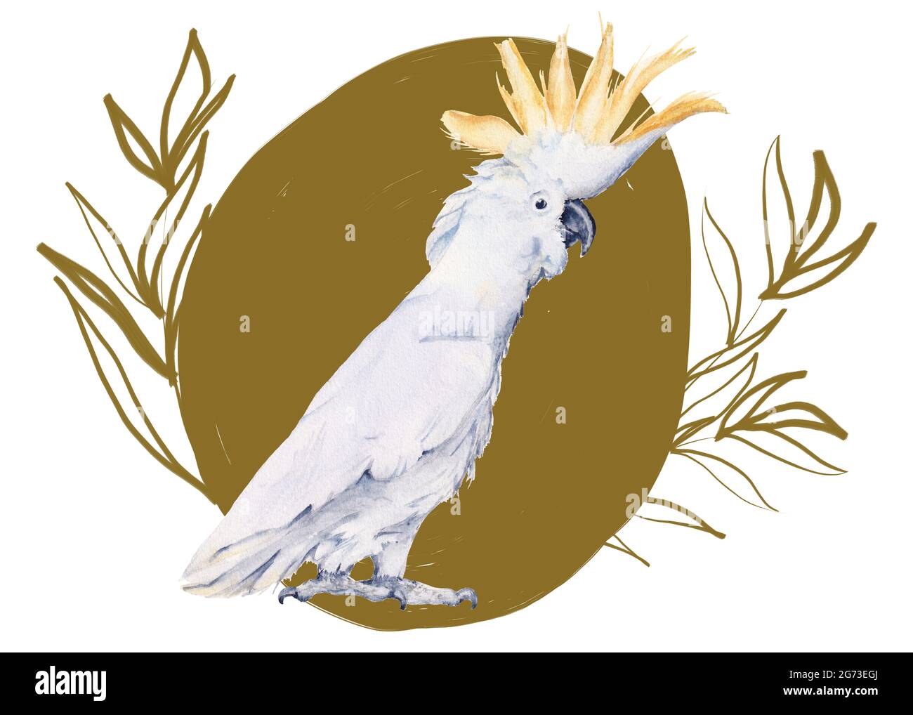 Australian bird. Isolated on a white background Stock Photo Alamy