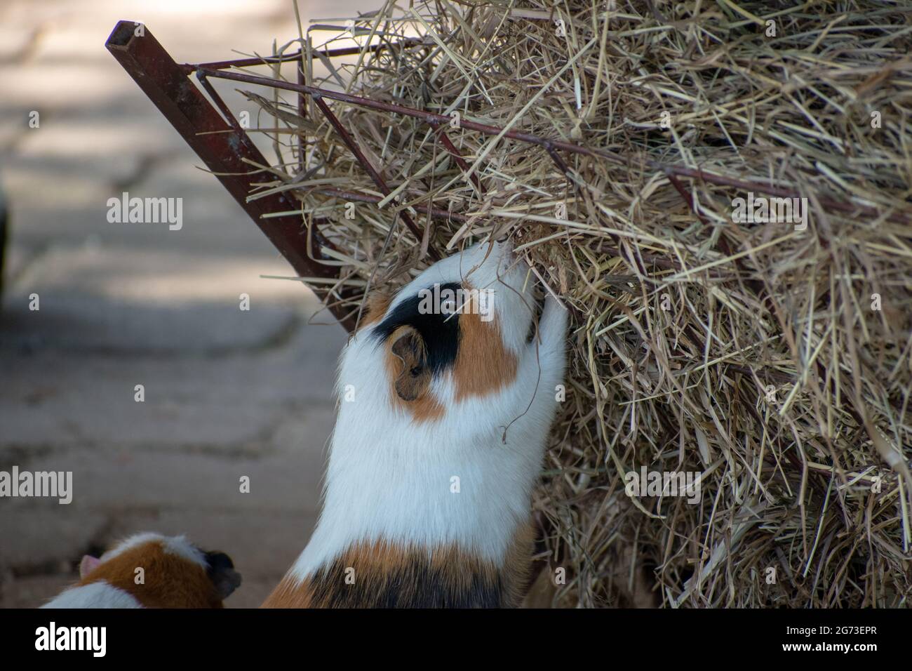 Guinea pig eating hay hires stock photography and images Alamy