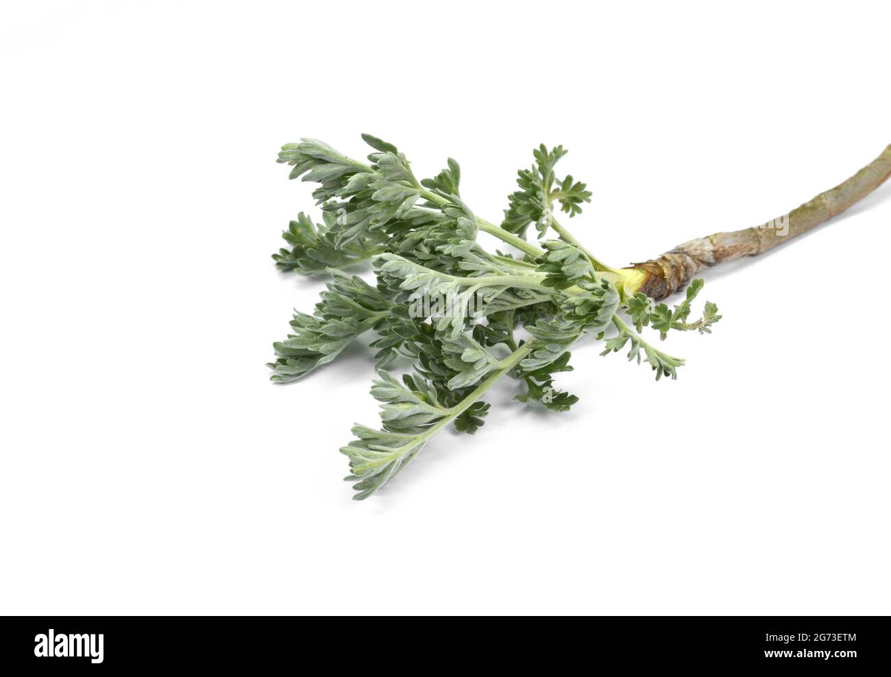Artemisia, mugwort, wormwood, and sagebrush. Isolated Stock Photo Alamy