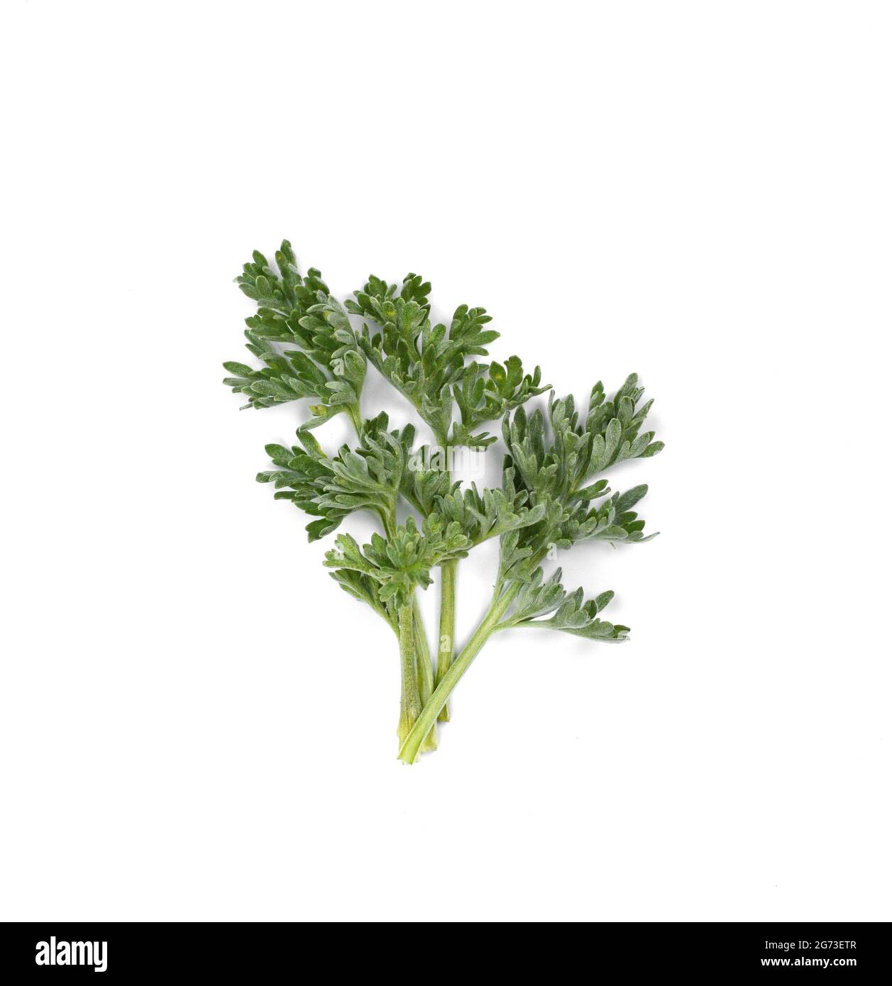 Artemisia, mugwort, wormwood, and sagebrush. Isolated Stock Photo Alamy