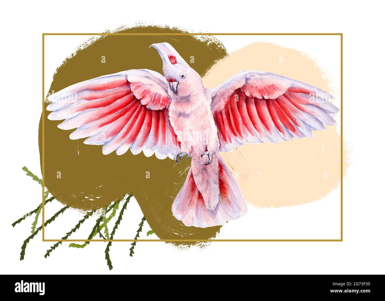 Australian bird. Isolated on a white background Stock Photo Alamy