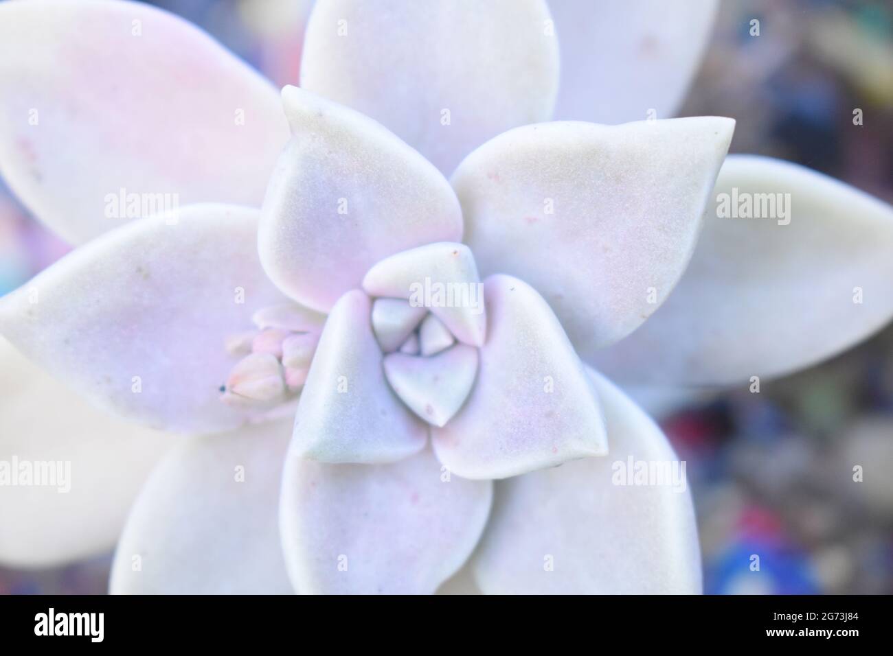 Top view of growing white Leatherpetal plant Stock Photo