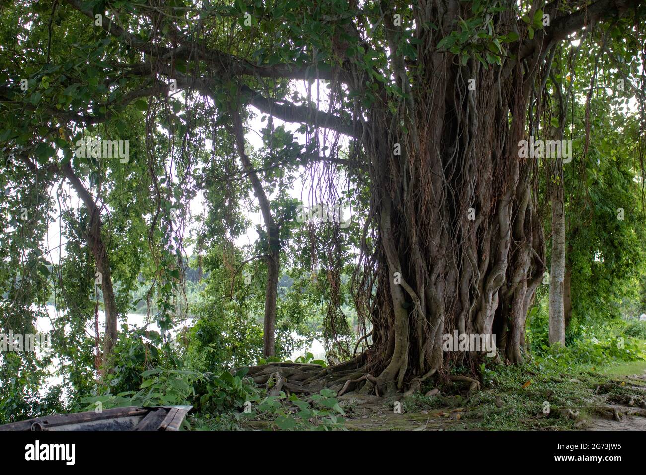 Banyan tree stem hi-res stock photography and images - Alamy