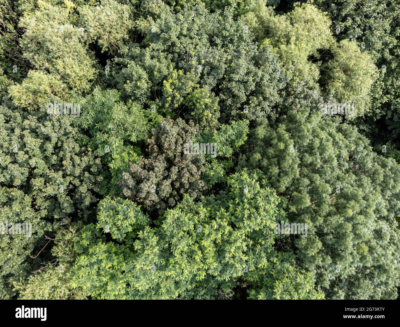 Green deciduous trees hi-res stock photography and images - Alamy