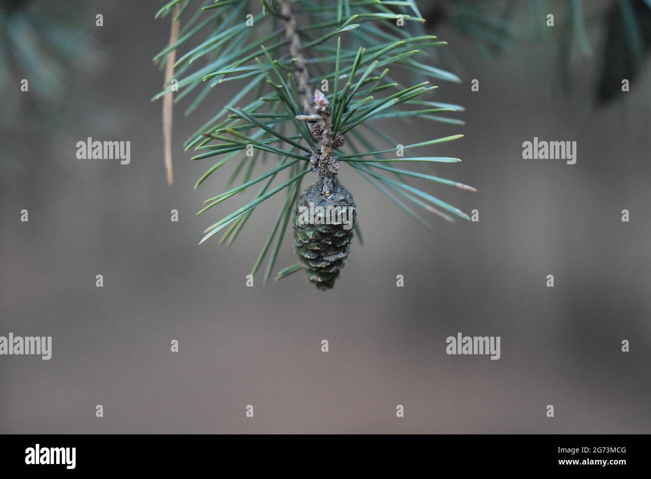 Closeup shot of a pine cone on a tree branch in the forest Stock Photo ...