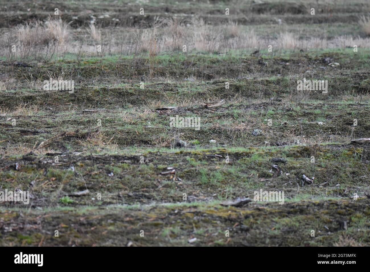 Nature background dry grass hi-res stock photography and images - Alamy