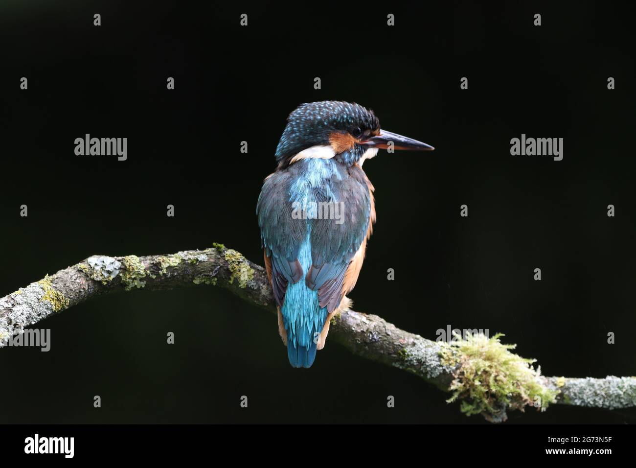 Kingfisher Photography at Shropshire Bird Hide Stock Photo