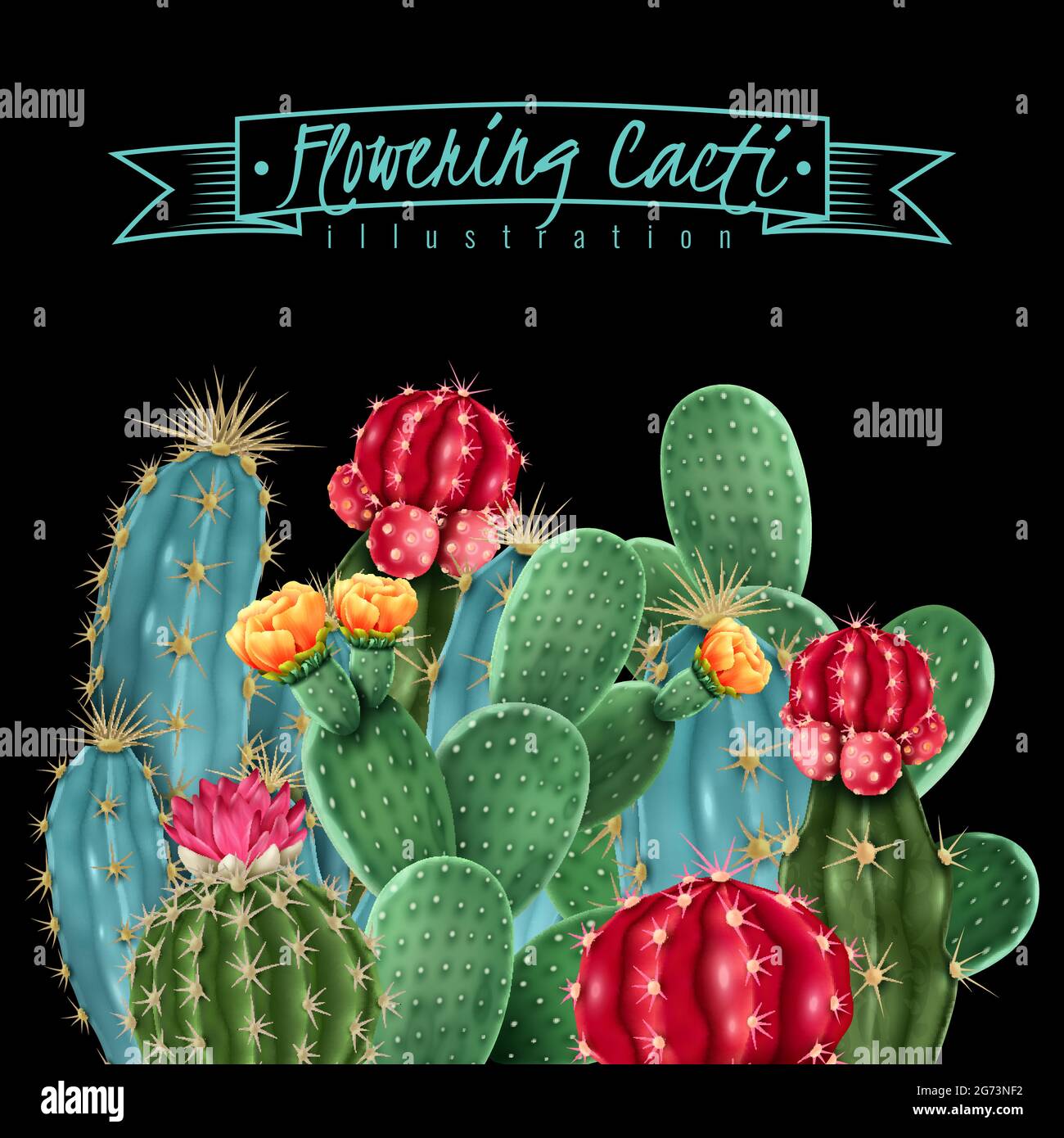 Flowering cacti colorful botanical composition on black background including gymnocalycium and pin cushion cactus vector illustration Stock Vector