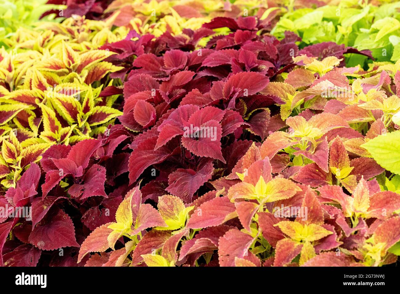 Background of green and pink Caladium plants in a garden in Naples, Florida. Stock Photo