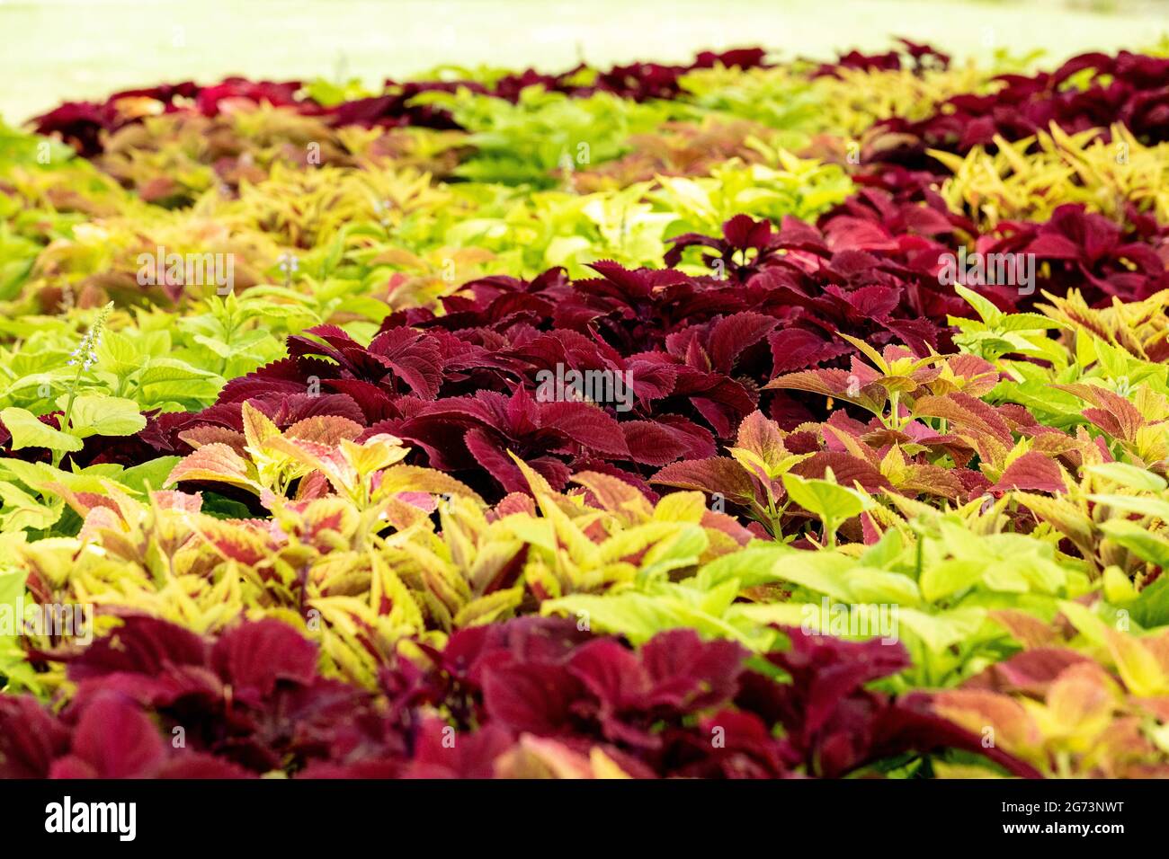 Background of green and pink Caladium plants in a garden in Naples, Florida. Stock Photo