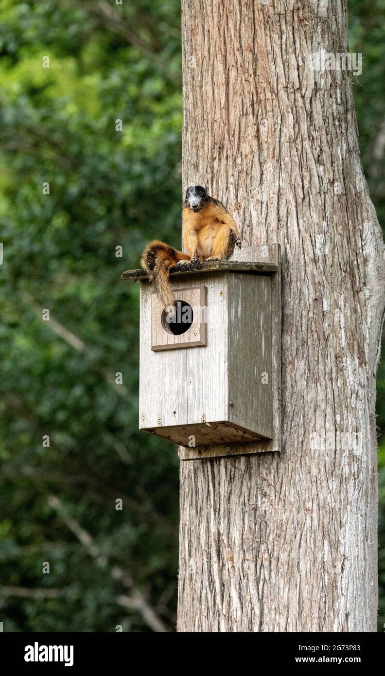 Red fox squirrel Sciurus niger sitting on a birdhouse in Naples, Florida. Stock Photo