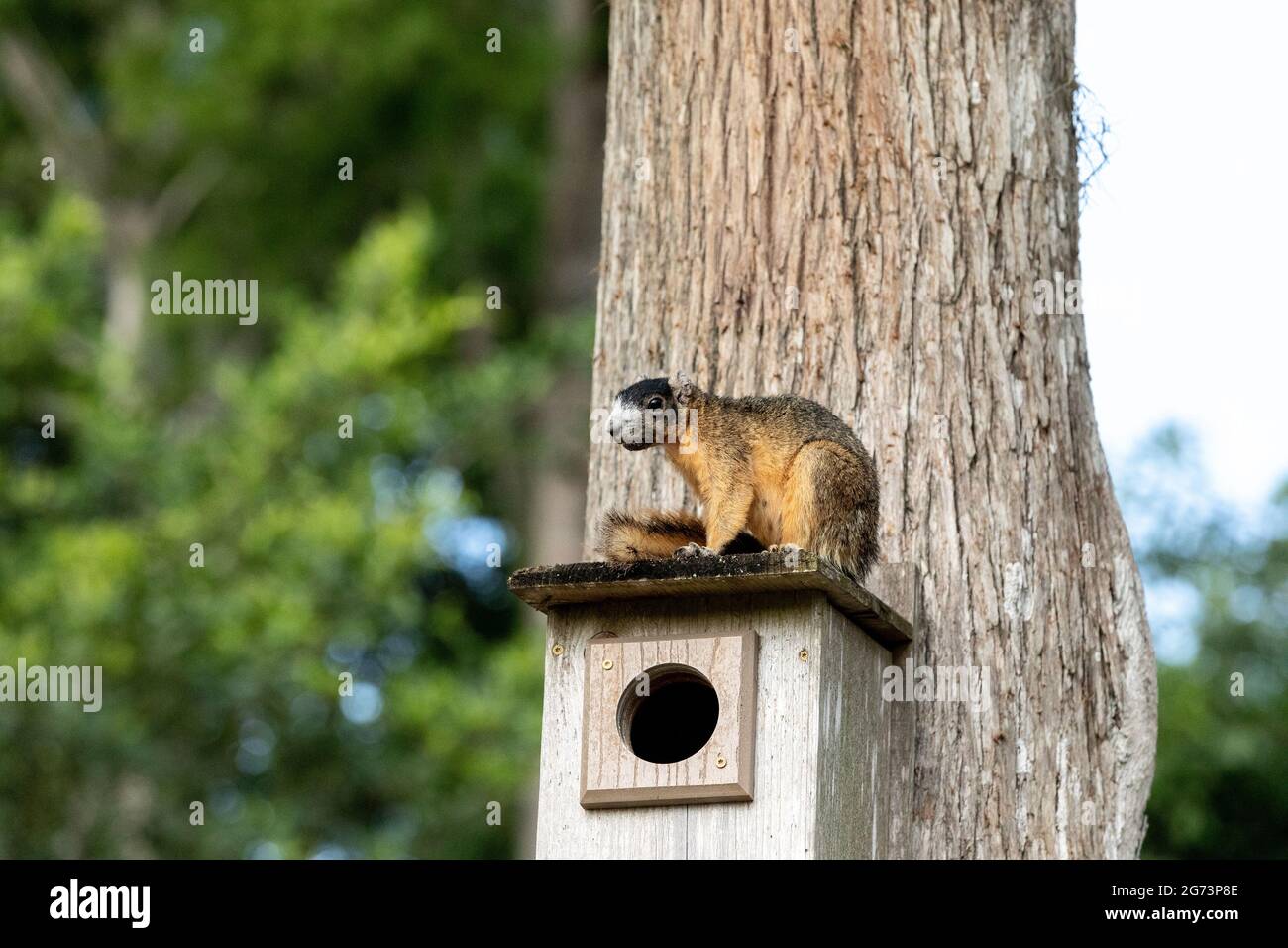 Red fox squirrel Sciurus niger sitting on a birdhouse in Naples, Florida. Stock Photo