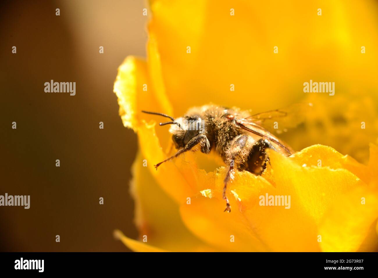 Native Bee on a Cactus Flower Stock Photo