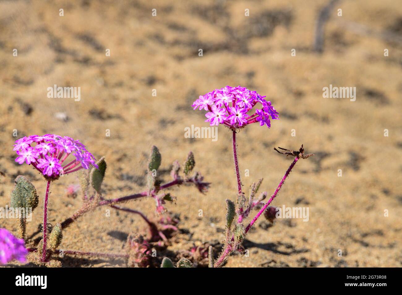 Sand Verbena Blooms Stock Photo