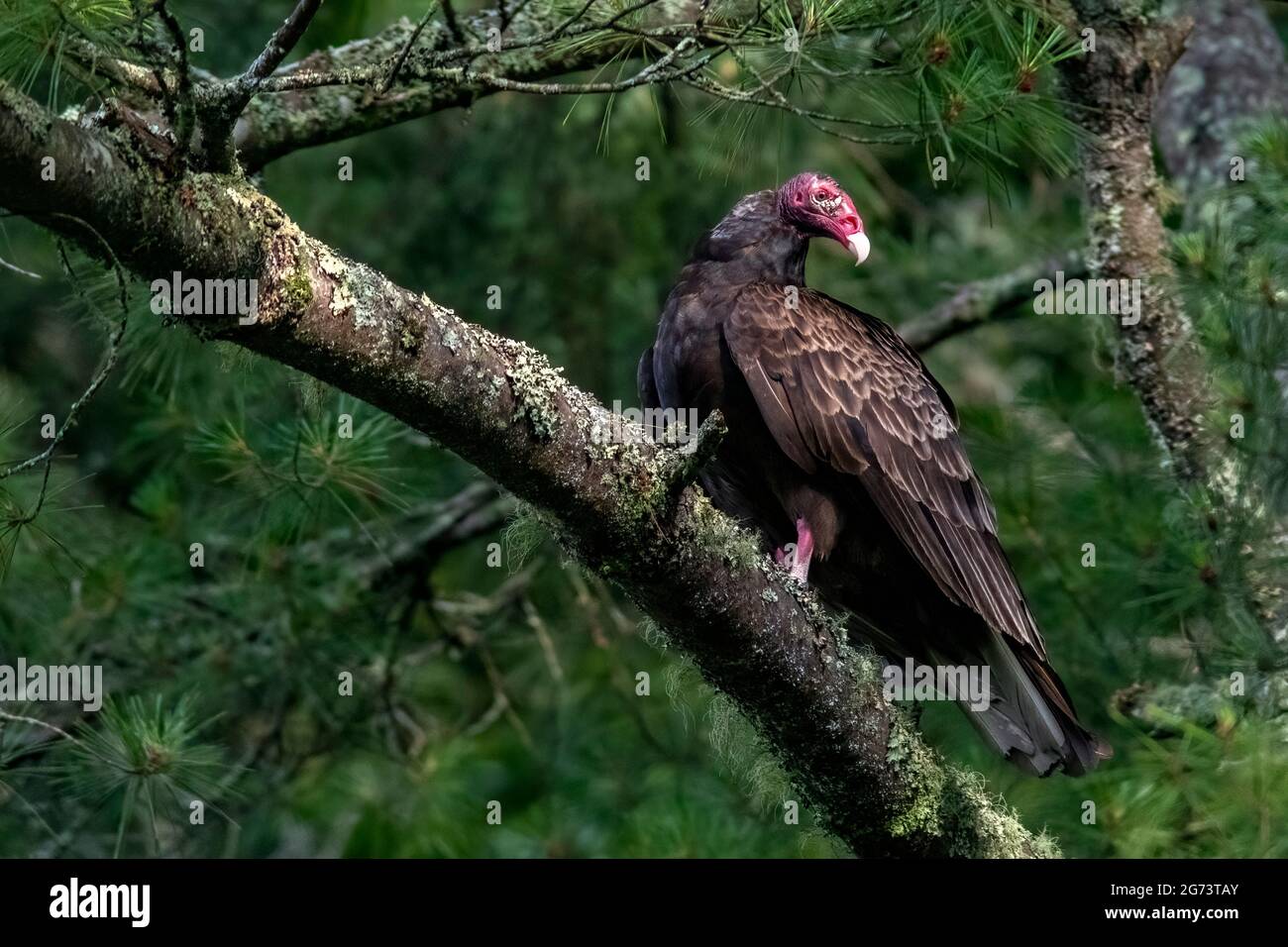 Turkey vulture (Cathartes aura) - Brevard, North Carolina, USA Stock Photo