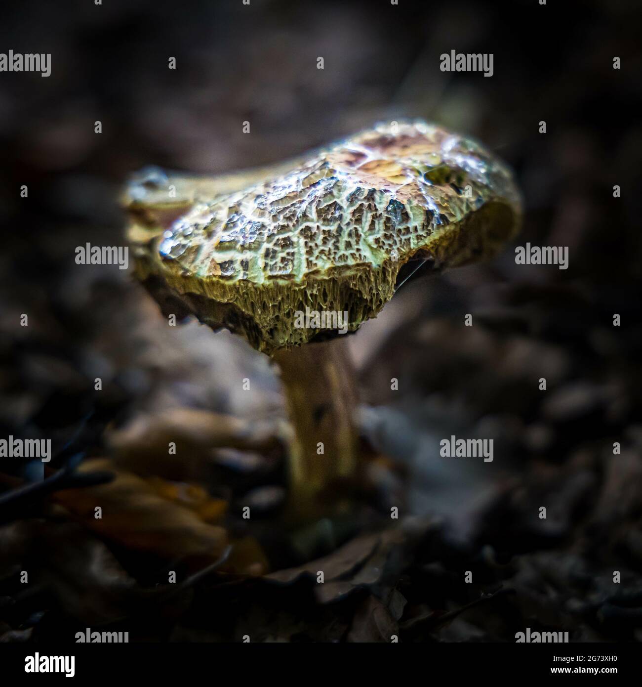A soft focus an old rotting mushroom on a forest floor Stock Photo