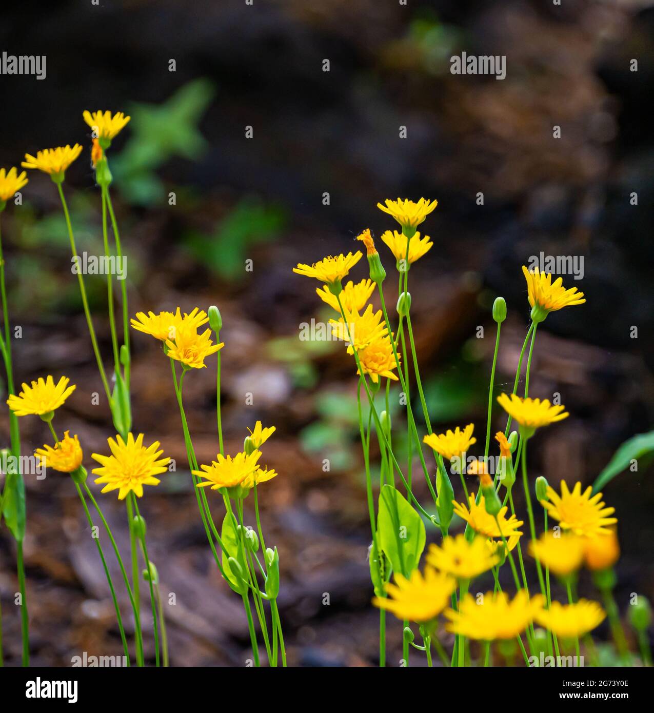 A soft focus of narrowleaf hawksbeard flowers blooming at a field Stock Photo