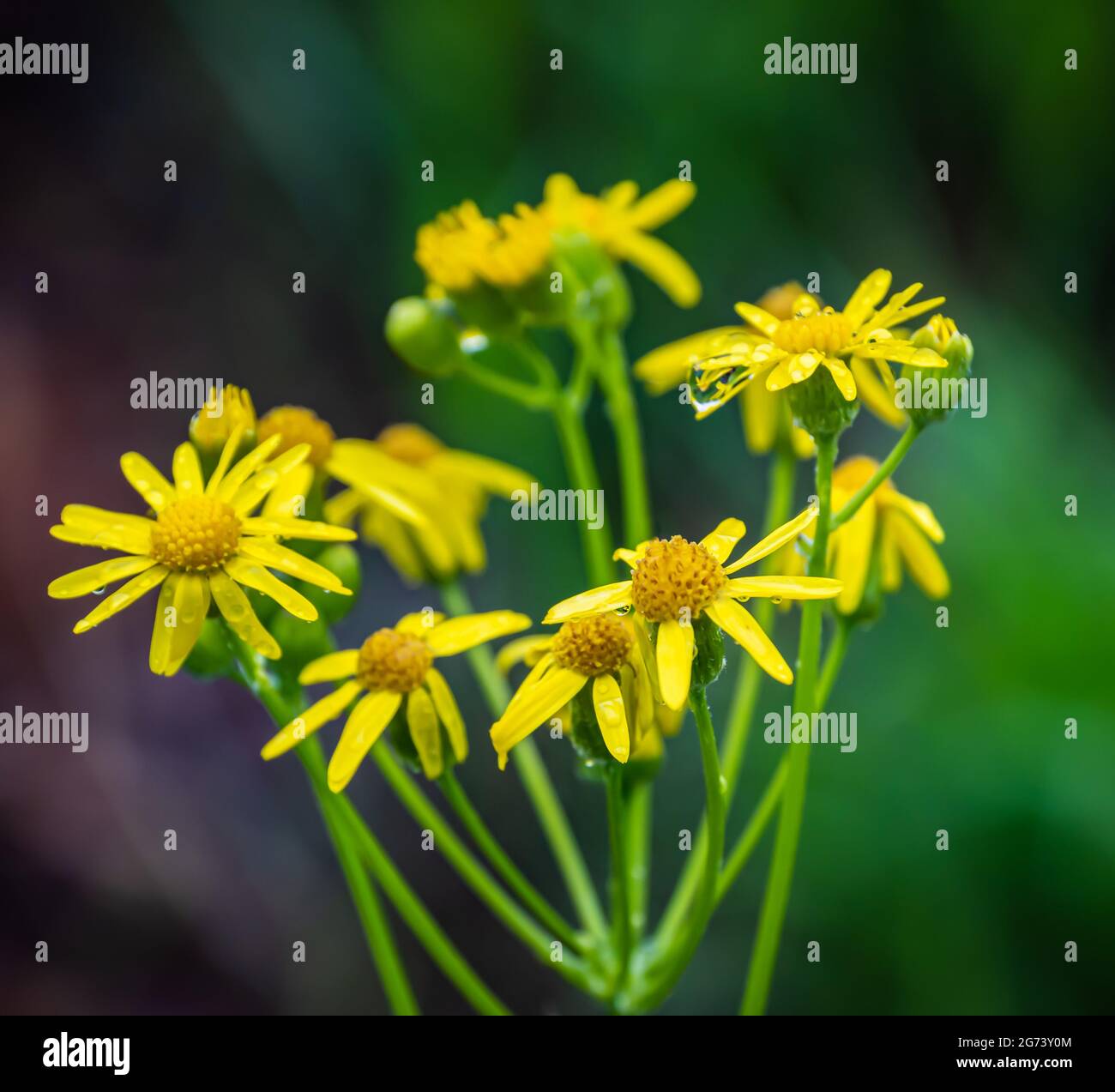 Water Ragwort Yellow marsh ragwort hi-res stock photography and images - Alamy